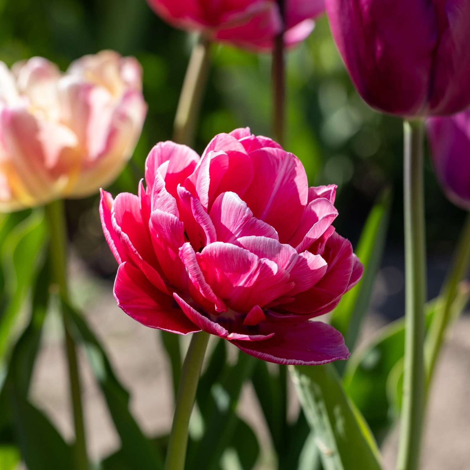 Tulppaani 'Aveyron'